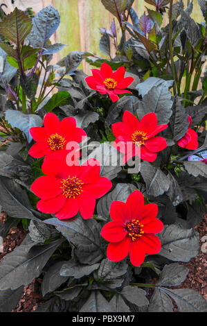 Dahlie 'Wink' leuchtend roten Blüten mit sehr dunklen Blätter. Ideal für Bettzeug oder Topfpflanze. Stockfoto