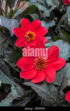 Dahlie 'Wink' leuchtend roten Blüten mit sehr dunklen Blätter. Ideal für Bettzeug oder Topfpflanze. Stockfoto