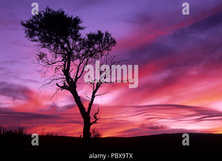 Berg mahagoni Sonnenuntergang, Steens Mountain Wilderness, Steens Mountain Recreation Area, Oregon Stockfoto