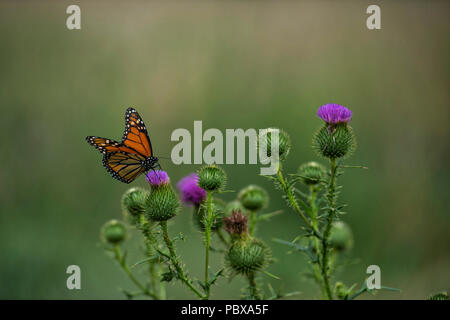 Usa: 2018: Der monarch butterfly oder einfach Monarch (danaus Plexippus) ist ein MILKWEED Butterfly (Unterfamilie Danainae) in der Familie der Nymphalidae Stockfoto