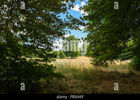 Blick auf einen Baum in einer Wiese Feld einer outdoor Park von dicht bewaldeten Bereich Wald aufgenommen in der Nähe Stockfoto