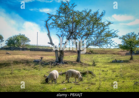 Zwei Schafe weiden Vor zwei Bäume auf einem Moor Feld mit Rauch aus der jüngsten Moorlandschaften Brände über dem blauen Himmel treiben Stockfoto