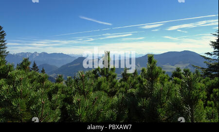 Blick vom südlichen Deutschland in die österreichischen Alpen mit Pinien im Vordergrund. Stockfoto