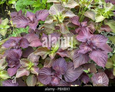 Malte Nessel auf einem Blumenbeet Stockfoto