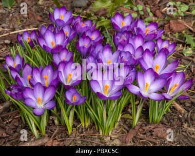 "Ruby Giant" violett gefärbten crocus Blumen im Frühling, England, Großbritannien Stockfoto