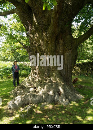 Frau suchen Bei giant Old English Oak Tree Trunk in Bradgate Park, Leicestershire, England, Großbritannien Stockfoto