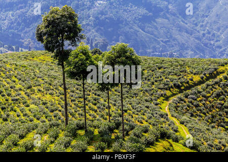 Blick auf die Teeplantagen in Darjeeling, Indien. Stockfoto