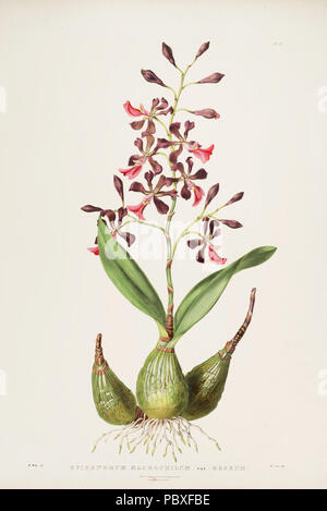 188 Encyclia cordigera (als Epidendrum macrochilum var. roseum) - Bateman Orch. Mex. Guat.pl. 17 (1842) Stockfoto