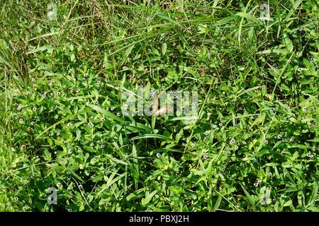 Weißer Pfau Schmetterlinge zwischen den Blumen (anartia jatophae) in Sarasota Florida mit verschiedenen Phasen der offenen Flügeln genommen Stockfoto