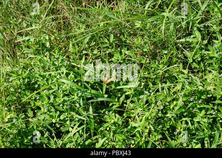 Weißer Pfau Schmetterlinge zwischen den Blumen (anartia jatophae) in Sarasota Florida mit verschiedenen Phasen der offenen Flügeln genommen Stockfoto