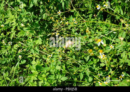 Weißer Pfau Schmetterlinge zwischen den Blumen (anartia jatophae) in Sarasota Florida mit verschiedenen Phasen der offenen Flügeln genommen Stockfoto