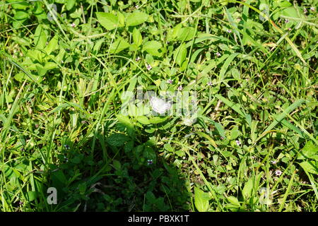 Tropische chequered skipper Schmetterling mit einer Personen drohende Schatten Overhead Stockfoto