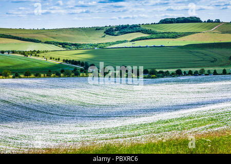 Ein Feld der angebauten weißen Mohn auf der Marlborough Downs in Wiltshire. Stockfoto