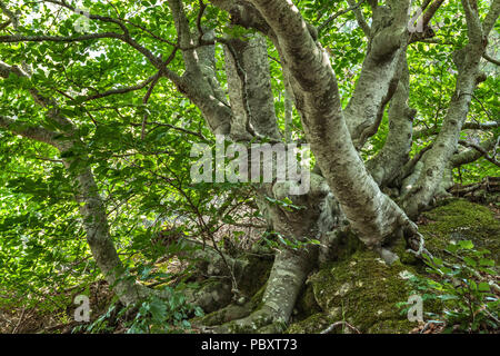 Buche Säkularen in Monte Morrone Stockfoto