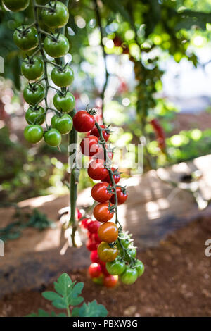 Red Cherry Tomaten, wachsende Cherry Tomaten in die Töpfe und auf Stahl Rack im Grünen Haus Stockfoto