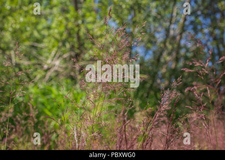 Ährchen Blumen der Agrostis capillaris Stockfoto