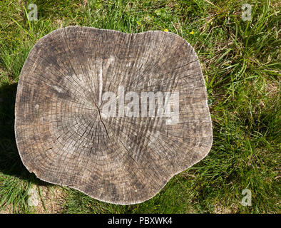 Schnitt durch einen Baumstamm Stockfoto