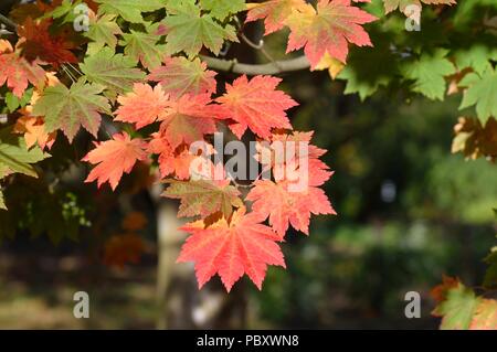 Acer japonicum vitifolium Stockfoto