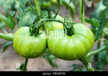 Junge große grüne Tomaten nach Regen wachsen im Garten. Stockfoto