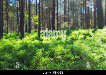 Grüne Büsche von Blaubeeren in einem Pinienwald auf einem klaren sonnigen Tag mit blauen Himmel. Verschwommen Stockfoto