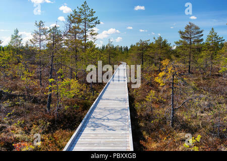 Gehweg aus den Brettern durch den Sumpf im Wald an einem sonnigen Tag mit blauen Himmel im Frühjahr Stockfoto