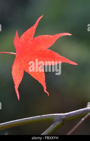 Acer Palmatum Bloodgood Stockfoto