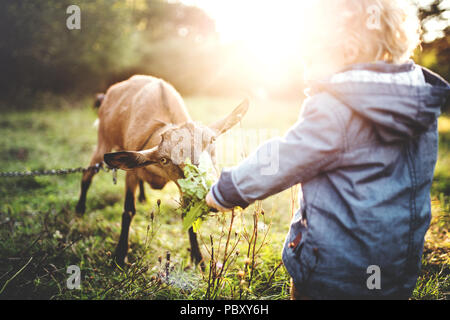 Ein wenig Toddler boy Fütterung von Ziegen im Freien auf einer Wiese bei Sonnenuntergang. Stockfoto