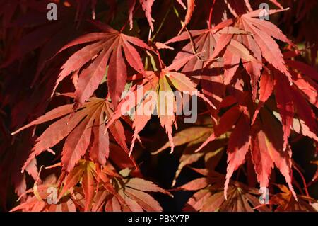 Acer palmatum Hessei Stockfoto