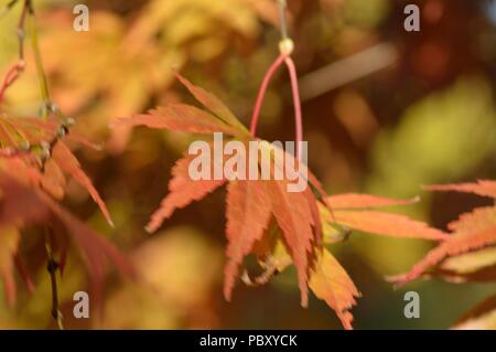 Acer palmatum Hessei Stockfoto