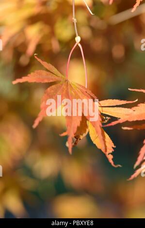 Acer palmatum Hessei Stockfoto