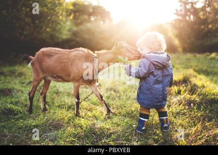 Ein wenig Toddler boy Fütterung von Ziegen im Freien auf einer Wiese bei Sonnenuntergang. Stockfoto