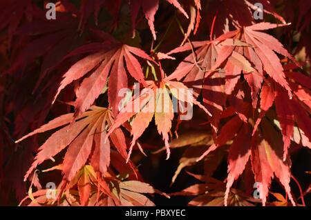 Acer palmatum Hessei Stockfoto