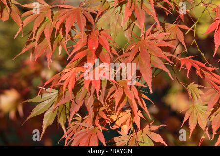 Acer palmatum Hessei Stockfoto