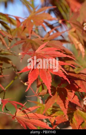 Acer palmatum Hessei Stockfoto