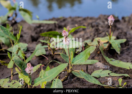 Longroot smartweed - Persicaria amphibia aus Wasser auf nassen schlammigen Böden Stockfoto