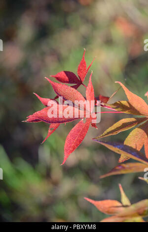 Acer palmatum koreanischen Gem Stockfoto