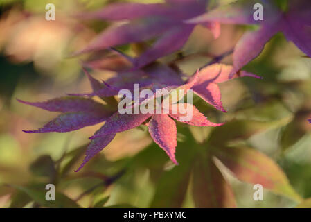 Acer palmatum koreanischen Gem Stockfoto