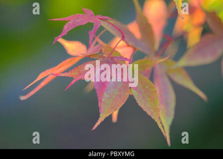 Acer palmatum koreanischen Gem Stockfoto