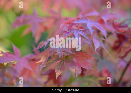 Acer palmatum koreanischen Gem Stockfoto