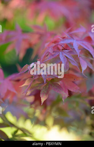 Acer palmatum koreanischen Gem Stockfoto