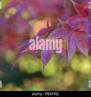 Acer palmatum koreanischen Gem Stockfoto