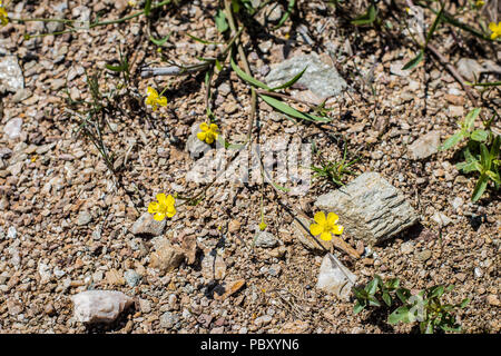 Gelbe Blumen von Ranunculus flammula Stockfoto