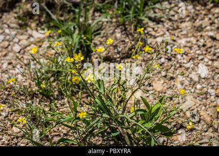 Gelbe Blumen von Ranunculus flammula Stockfoto