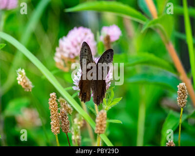 Eine braune gemeinsamen Holz - Nymphe Schmetterling Feeds von Clover Blumen in einem Park im Zentrum der Präfektur Kanagawa, Japan Stockfoto