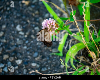 Eine braune gemeinsamen Holz - Nymphe Schmetterling Feeds von Clover Blumen in einem Park im Zentrum der Präfektur Kanagawa, Japan Stockfoto