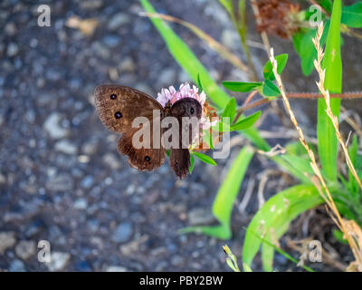 Eine braune gemeinsamen Holz - Nymphe Schmetterling Feeds von Clover Blumen in einem Park im Zentrum der Präfektur Kanagawa, Japan Stockfoto