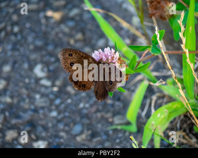 Eine braune gemeinsamen Holz - Nymphe Schmetterling Feeds von Clover Blumen in einem Park im Zentrum der Präfektur Kanagawa, Japan Stockfoto