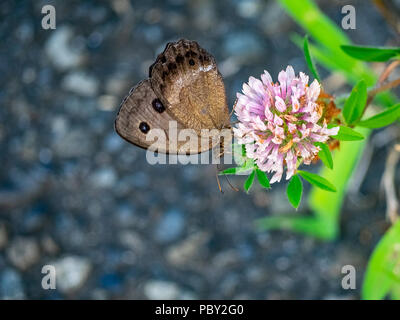 Eine braune gemeinsamen Holz - Nymphe Schmetterling Feeds von Clover Blumen in einem Park im Zentrum der Präfektur Kanagawa, Japan Stockfoto