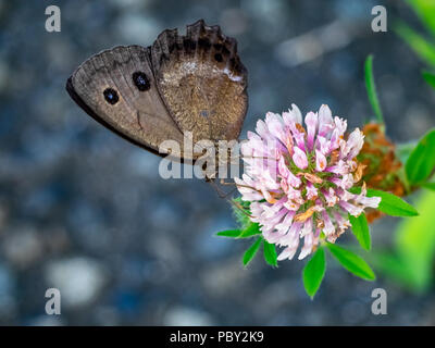 Eine braune gemeinsamen Holz - Nymphe Schmetterling Feeds von Clover Blumen in einem Park im Zentrum der Präfektur Kanagawa, Japan Stockfoto