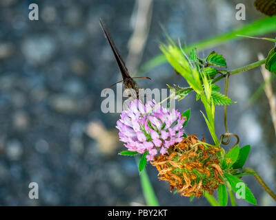 Eine braune gemeinsamen Holz - Nymphe Schmetterling Feeds von Clover Blumen in einem Park im Zentrum der Präfektur Kanagawa, Japan Stockfoto